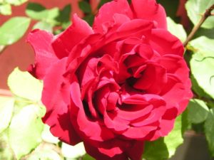 Grow-Great-Roses-from kc