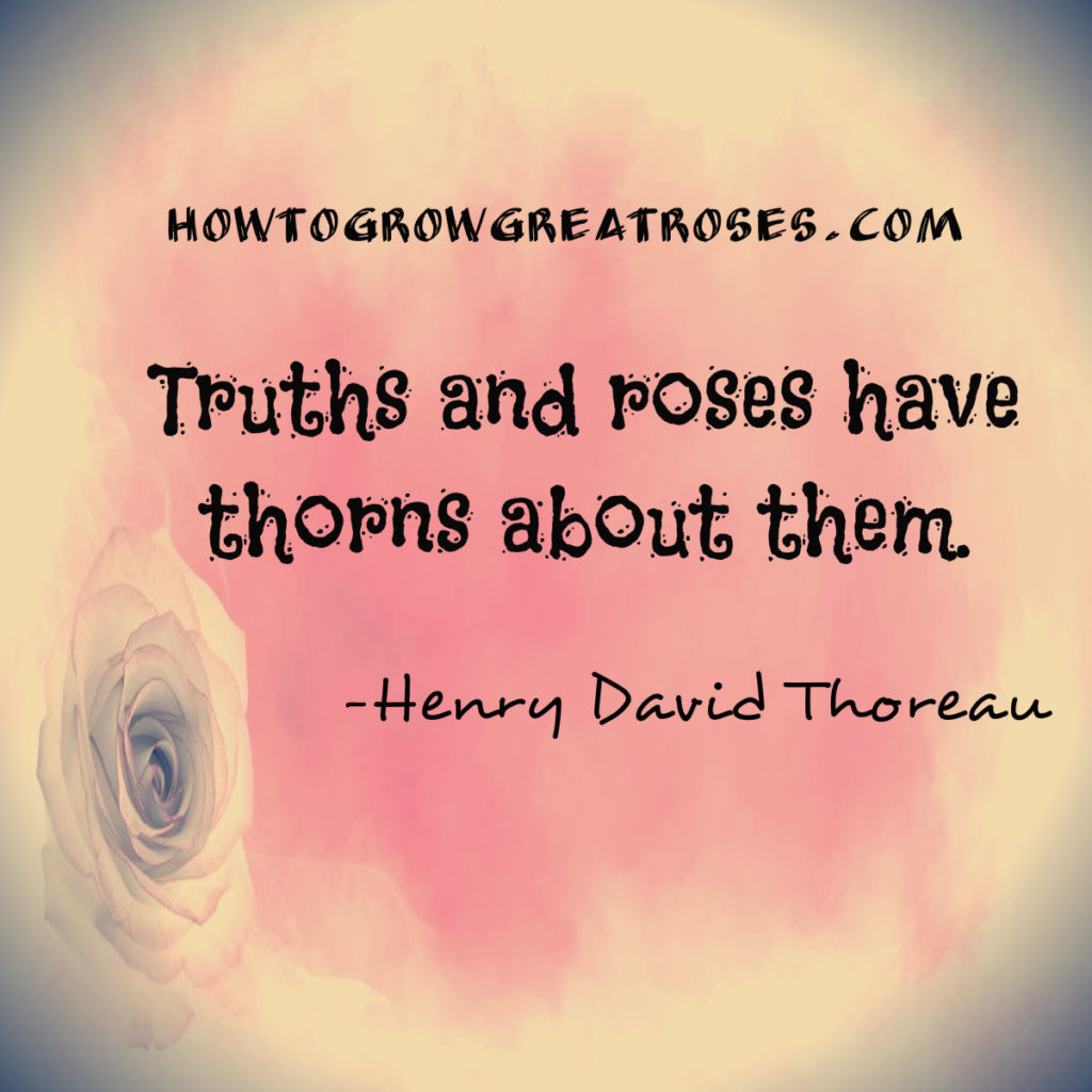 Truth & Roses