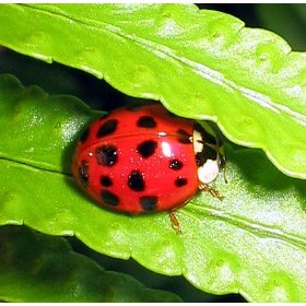 Live-Lady-Bugs