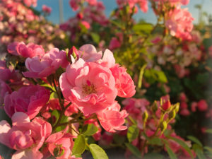 Pink Rose Garden