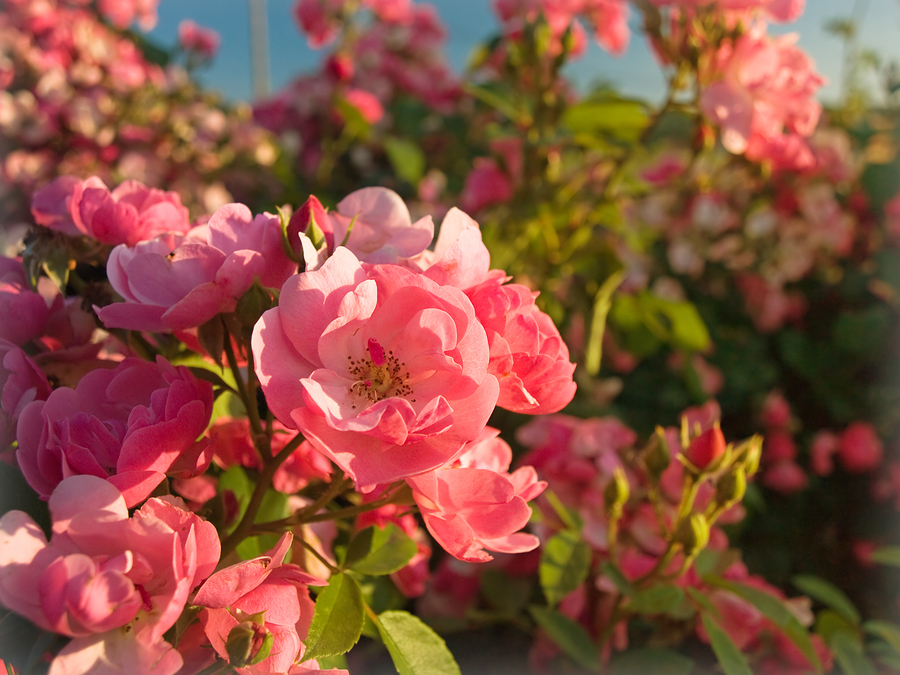 Pink Rose Garden