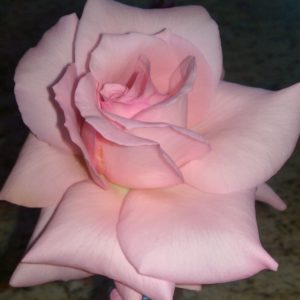 Pink Rose from Garden
