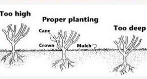 planting_pic