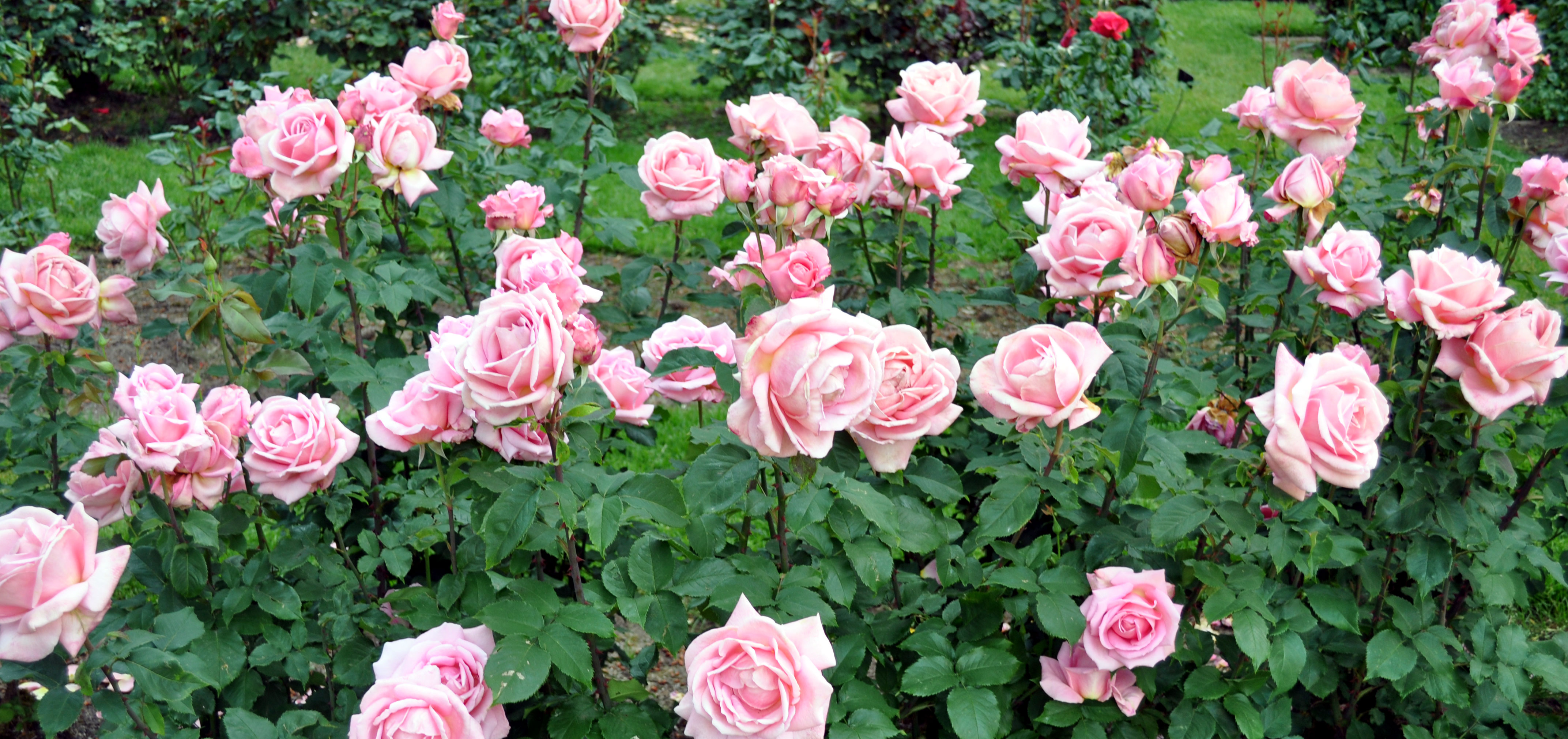 Enjoying Your Own Great Rose Garden 