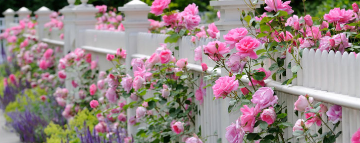 Various Types of Roses That You Can Consider For Your Garden