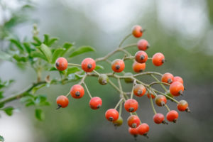 rose hips the fruit of the rose bush