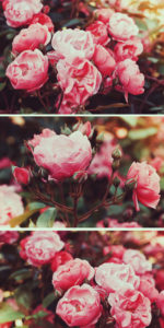 Bushes pink tea rose in a vintage film effect with toning. 