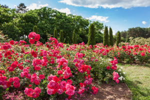 Roses Bed On Garden Landscape