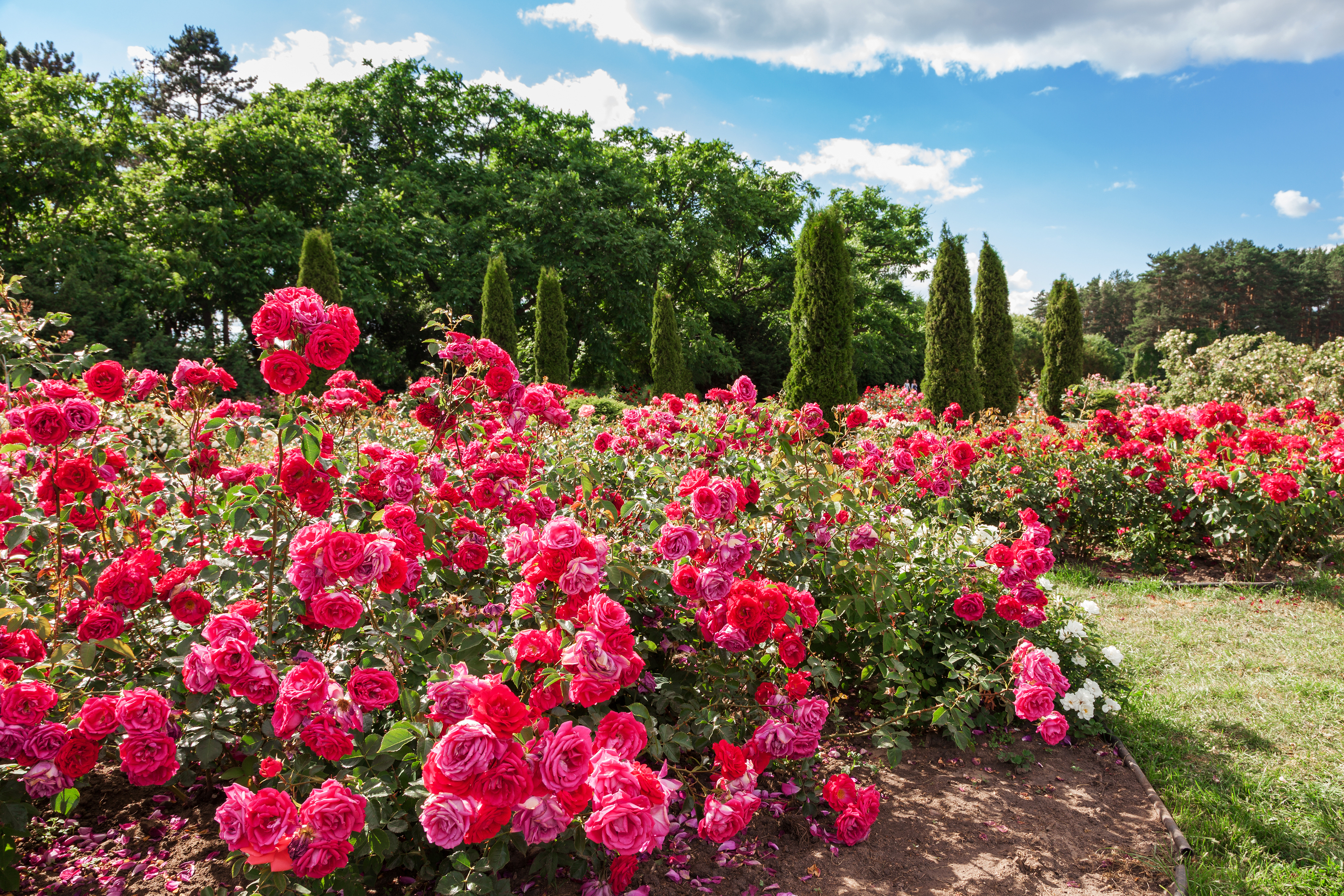 Rose Care: Different Types of Roses You can choose for Your Garden