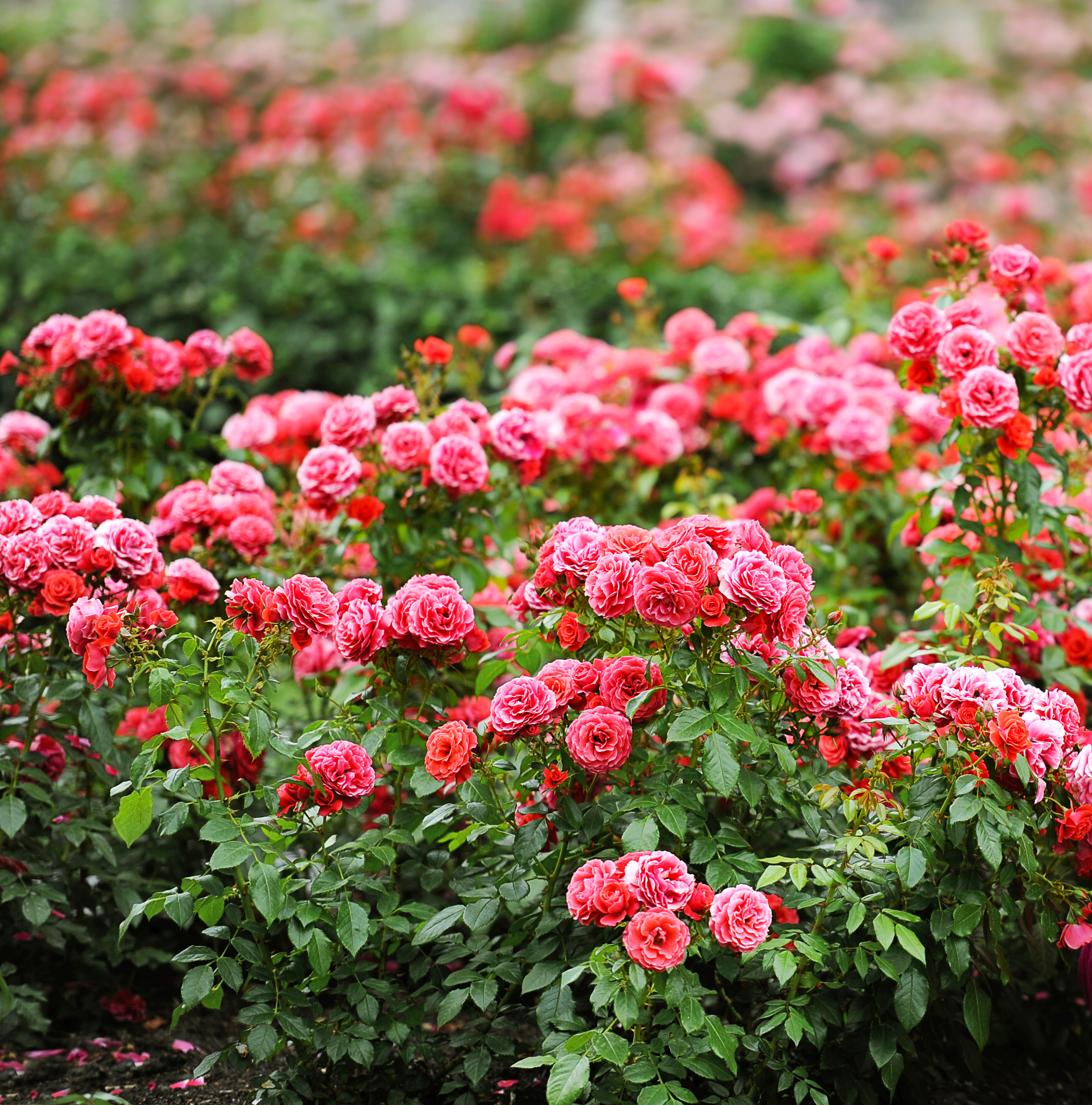 Rose Care Tips: What and When to Feed Roses Over the Summer